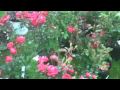 Plants available with Chris Orser Landscaping