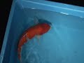 Tategoi-koi stock 200057 Tategoi-koi stock 200057