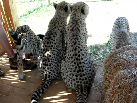 CHEETAHS IN AFRICA ^