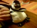Pingu, il pinguino piu spassoso che ci sia