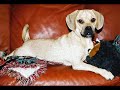 Puggle Paradise chapter one