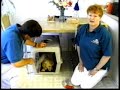 An Introduction to Housetraining a Puppy