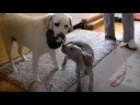 weimar labrador maltez