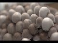 HONGOS DELPARQUE \"EL HAYA\" Pseudocoprinus disseminatus 1. HONGOS DELPARQUE \"EL HAYA\" Pseudocoprinus disseminatus 1.