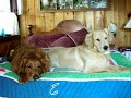 Our Golden Retreivers