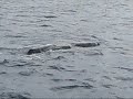 Dominica Whale Watch - Scar circles our boat