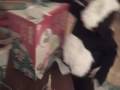 Christmas Story (They were out of dinosau Christmas Story (They were out of dinosau