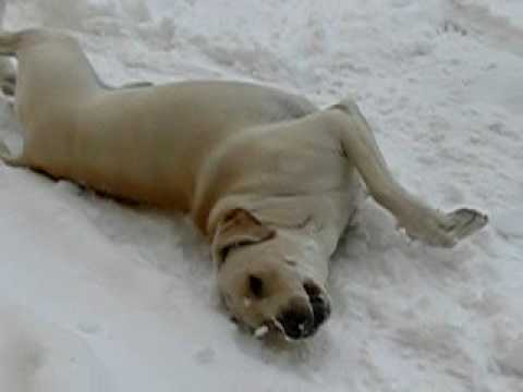 Funny dog on snow (labrador barking and sliding)