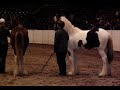 tribute to drum horses and gypsy vanners