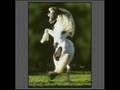 tribute to drum horses and gypsy vanners