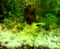 Mi peque�a charca tropical