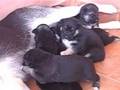 videos de Mis perros alimentandose