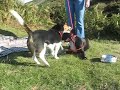 Jed & Ellie - his new friend, on the Ryedale Evangelical Fellowship BBQ day!