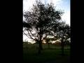 videos de La chanson des vieux amants. Brel - Greco.