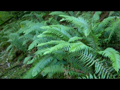 how to transplant sword ferns