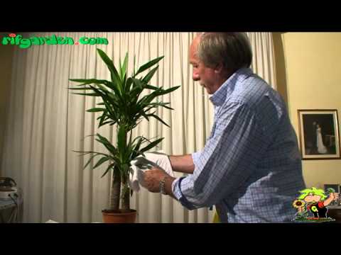 how to replant yucca shoots