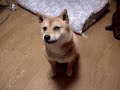 柴犬動画