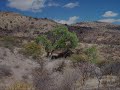parral