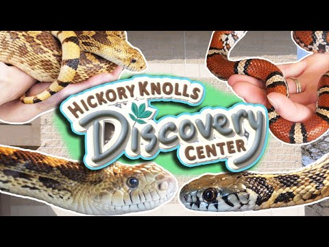 YouTube reptile video
