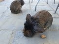 two lion head rabbits eating the same weetabix two lion head rabbits eating the same weetabix