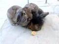 two lion head rabbits eating the same weetabix