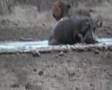Lion attack Hippo