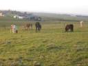 poulichette pré_0001.wmv poulichette pré_0001.wmv
