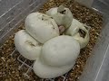 Ball Python Clutch Pipping!