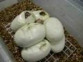 Ball Python Clutch Pipping!