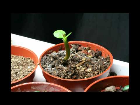 how to transplant adenium