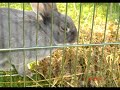 bunny (and dog - camera hog) with tunes

mark mothersbaugh - string quartet in f major

staring rabbit (aka furious d)
        dog    (aka tobius aka toby)
        tap    (aka tap)
        lawn   (aka new zealand home grown)  

something for my brother.. so he can see what he's  missing while hes in europe :)