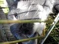 bunny (and dog - camera hog) with tunes

mark mothersbaugh - string quartet in f major

staring rabbit (aka furious d)
        dog    (aka tobius aka toby)
        tap    (aka tap)
        lawn   (aka new zealand home grown)  

something for my brother.. so he can see what he's  missing while hes in europe :)