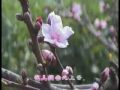 桃花谣