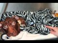 Patrick the Miracle Dog