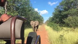 Elephants & Anti-Poaching dogs
