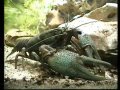 European Crayfish with nice closeups / Europäischer ...