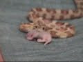 snakes eating