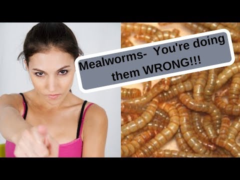 YouTube reptile video