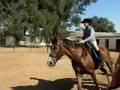 videos de Kendra and galley using a Barefoot treeless saddle