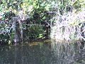 Blue Heron Catching a fish