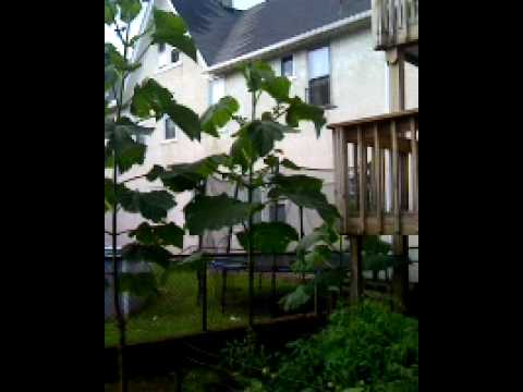 how to transplant a royal empress tree