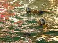 Askartza E.H.U  - Helios  A2 Primera Division Waterpolo