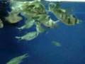 meu aquario
