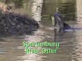 Spartanburg River Otter • Seamus Heaney
