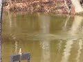 Spartanburg River Otter • Seamus Heaney Spartanburg River Otter • Seamus Heaney