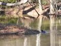 Spartanburg River Otter • Seamus Heaney