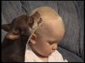 うたう犬動画