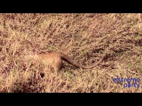 Видео Спаривания Львов