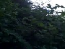 DriveAbout 114 - Redwood National Park, CA FUNNY