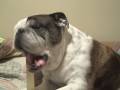 english bulldogs enjoying a bone and getting buzzed english bulldogs enjoying a bone and getting buzzed